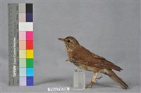 藏品(赤腹鶇)的圖片